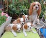 Bébés cavalier king Charles ❤️