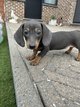 Chiots teckel poil court