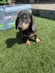 Chiots teckel poil court arlequin et blue&tan