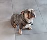 Thor, Bouledogue français