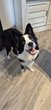 Border collie femelle de 9 mois