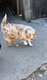 Magnifique chiots berger australien
