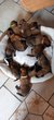 Chiot malinois