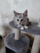 Main coon