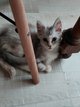 Main coon