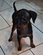 Magnifique Pinscher nain mâle Noir et Feu