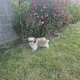 Chiots shih-tzu