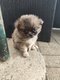 Chihuahua et pomchi