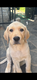 Chiots labradors blonds mâles à adopter sur...
