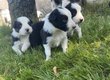 Magnifiques chiots Border Collie
