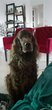 Setter irlandais 8 ans à donner