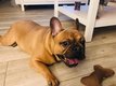 Bouledogue français à donner