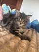 Chaton femelle main Coon