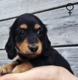 Trois splendides chiots teckel nains noirs à...