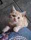 Chatons British à réserver