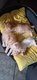 Chatons British à réserver