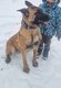 Chien de 4ans et demi