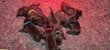 Chiots labrador chocolat