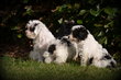 Chiots Maltipoo