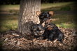 Chiots Yorkshire Terrier nain