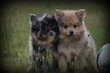 Chiots Spitz nain Pomeranian