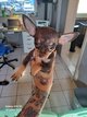 Mini femelle
