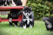 Adorables Mini Husky, Pomsky chiots à vendre