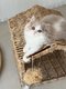 3 magnifiques British Longhair disponibles