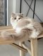 Magnifique British Longhair disponible