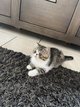 Chaton Exotic Mâle