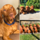 Chiots Braque-hongrois à vendre