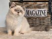 Chatons Selkirk
