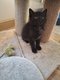 Chatons européens