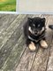 Shiba Inu