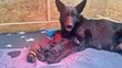 Chiots berger allemands poils long et court