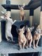 Chatons Sphynx