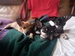 Adorables Chihuahuas à vendre.
