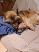 Eurasier male en ordre de pedigré pour saillie