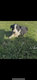 Chiot border collie