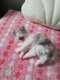 Chatons Highland Straight