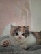 Chatons Highland Straight