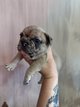 Chiots bouledogues français