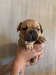 Chiots bouledogues français