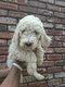 Magnifique chiot caniche royal