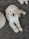 Magnifique chiot caniche royal