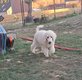 Magnifique chiot caniche royal