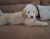 Magnifique caniche royal