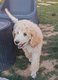 Magnifique caniche royal