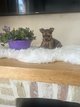 Jolies petit chiots Yorkshire croisé Chihuahua