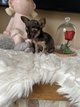 Jolies petit chiots Yorkshire croisé Chihuahua